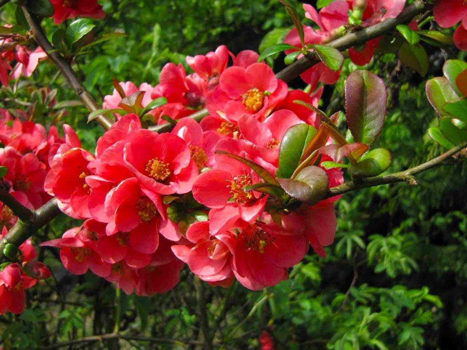 Японская айва кустарник