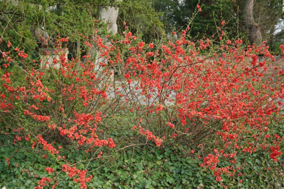 Хеномелес катаянский
