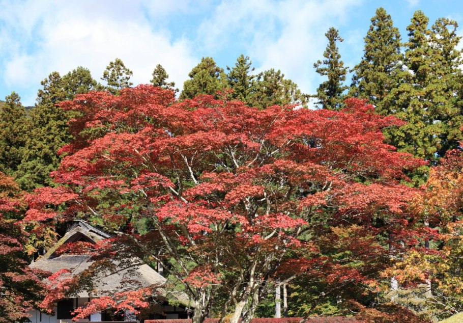 Кустарник японская спатигера