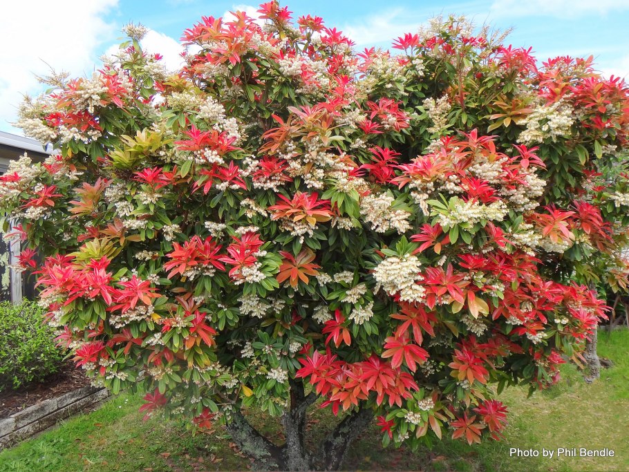 Куст Пиерис