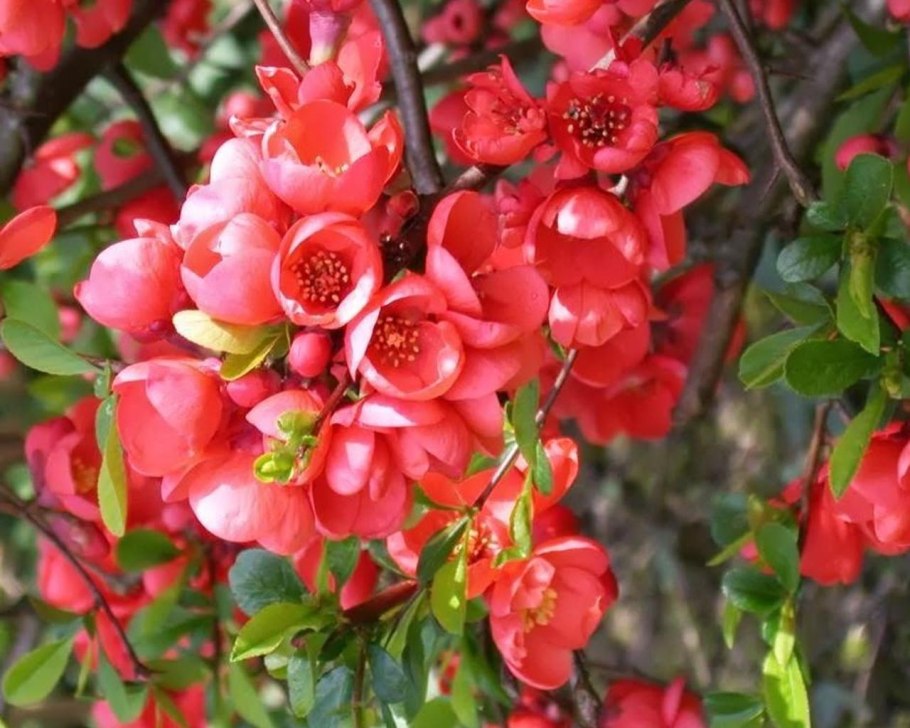 Айва хеномелес