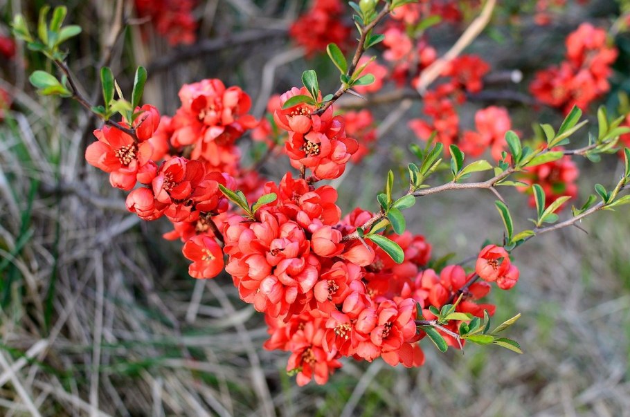 Айва японская Николин
