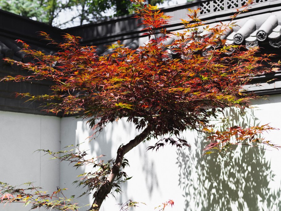 Формирование японского клена