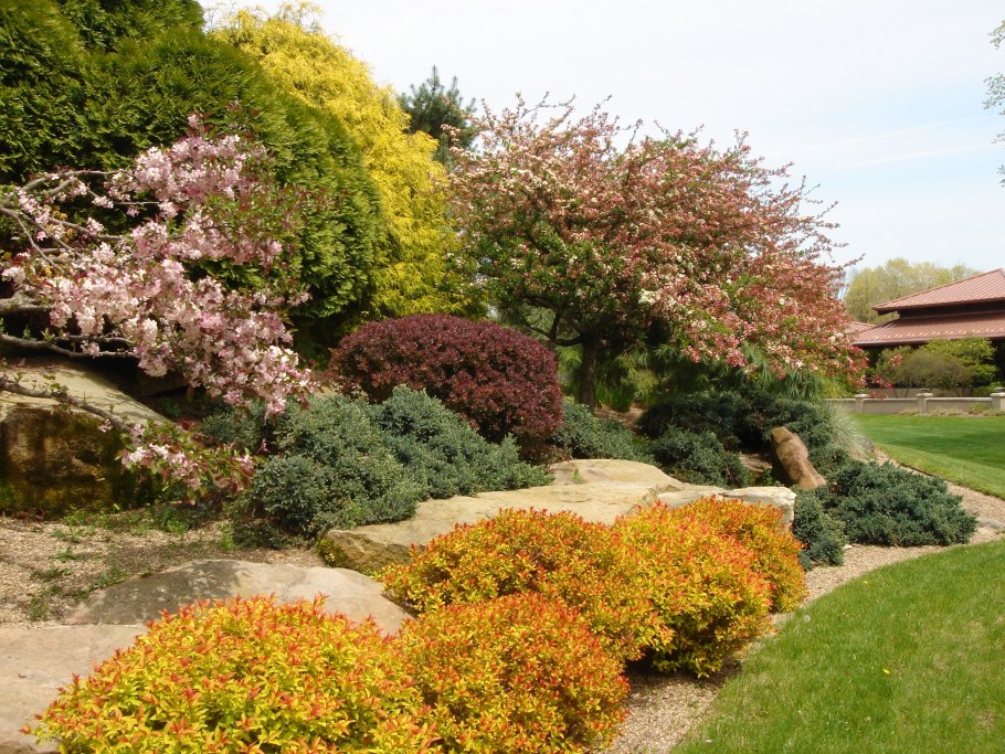 Спирея японская в ландшафте