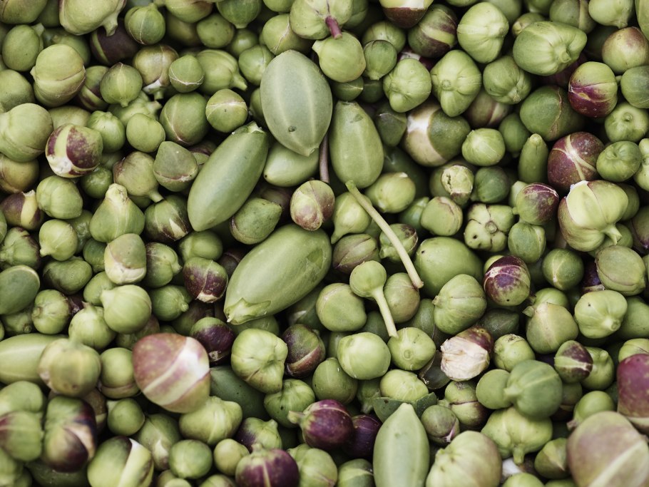 Каперсы колючие плоды