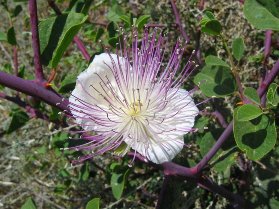 Каперсы колючие (Capparis spinosa)