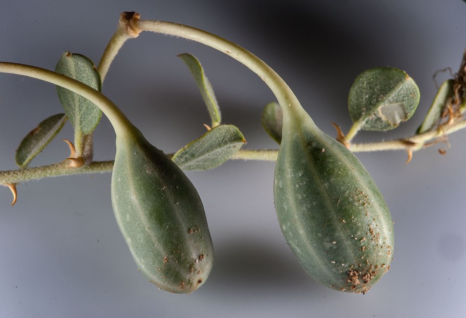 Каперсы колючие (Capparis spinosa)