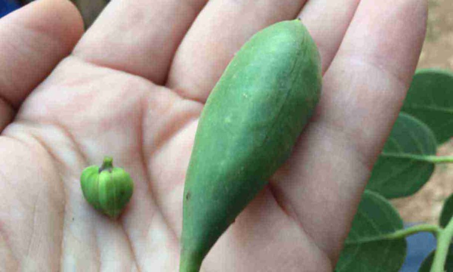 Плоды растения каперсы