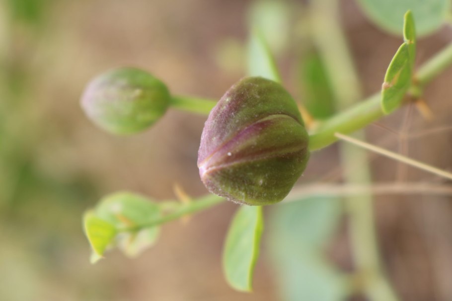 Каперсы Nestos 110г