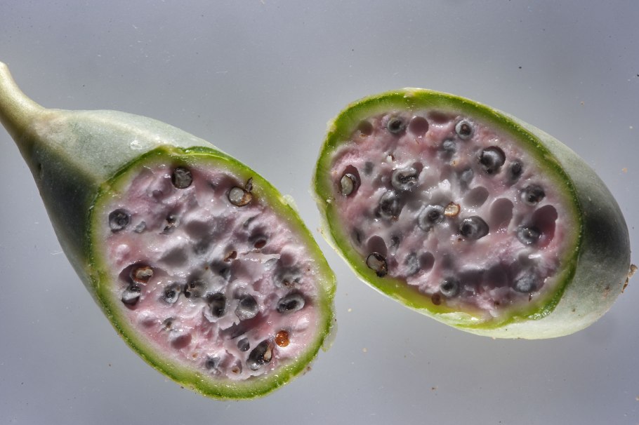 Плоды растения каперсы