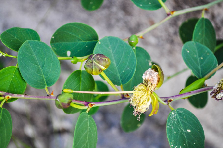 Каперсы бутоны