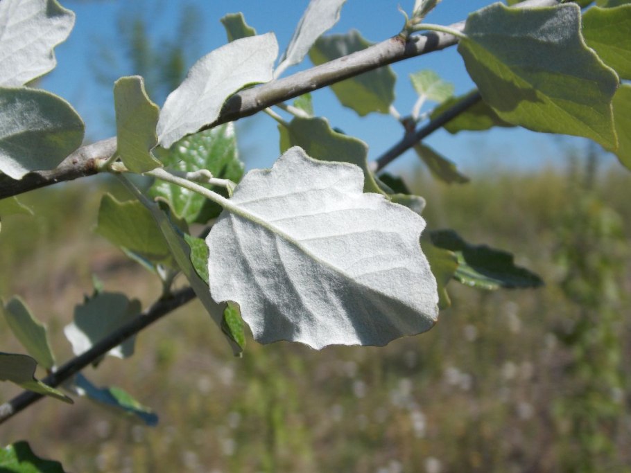 Populus Alba Тополь белый