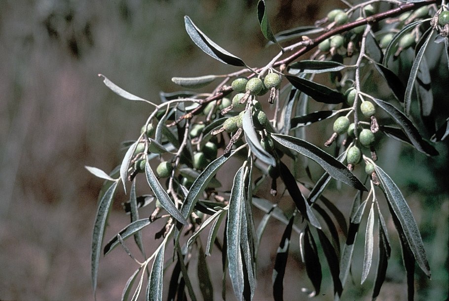 Лох узколистный (Elaeagnus angustifolia l.)
