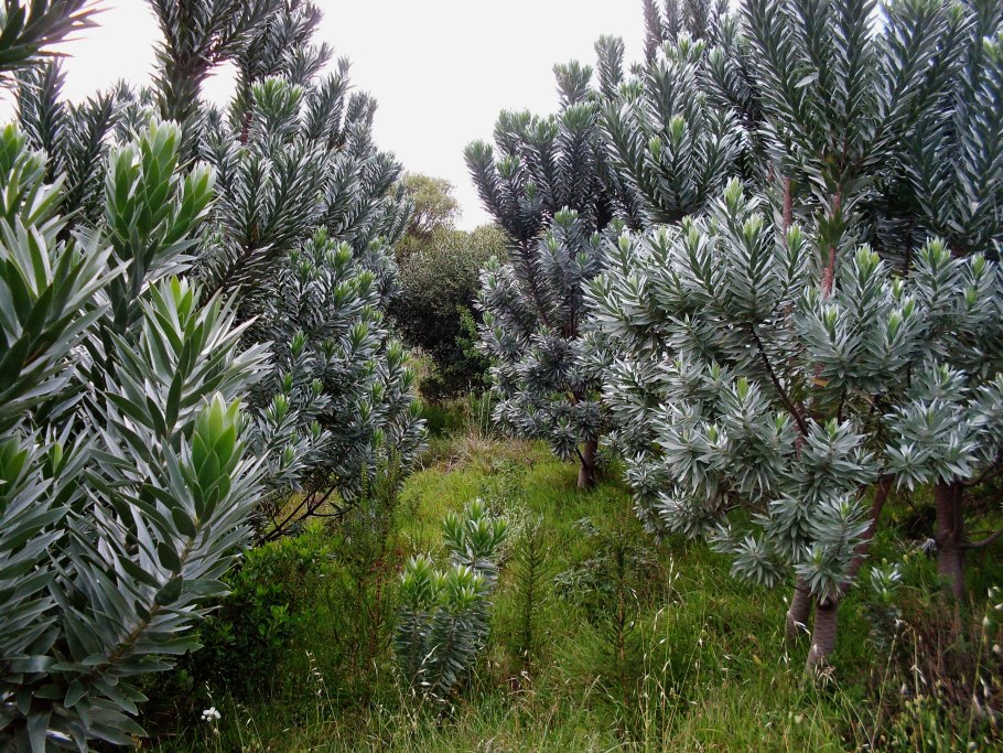 Leucadendron argenteum