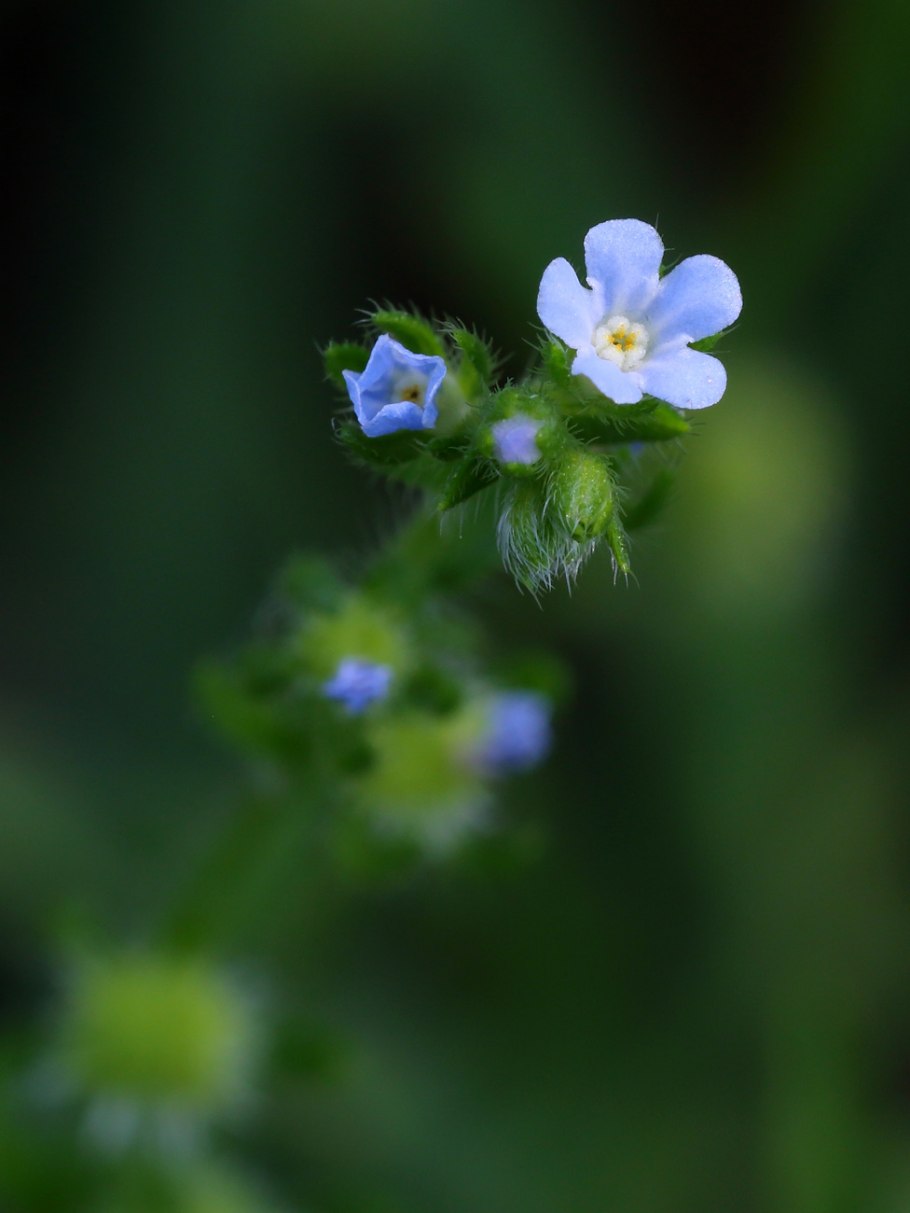 Lappula squarrosa (Retz.) Dumort. – Липучка оттопыренная