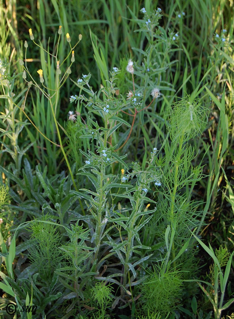 Липучка ежевидная (Lappula squarrosa),