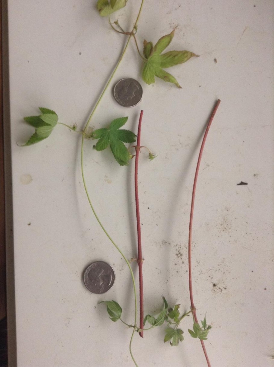 Маленькие липучие растение