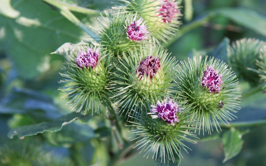 Трава подмаренник цепкий