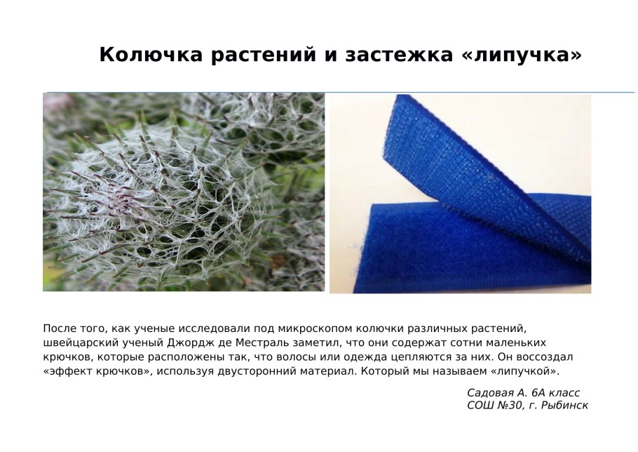 Подмаренник цепкий