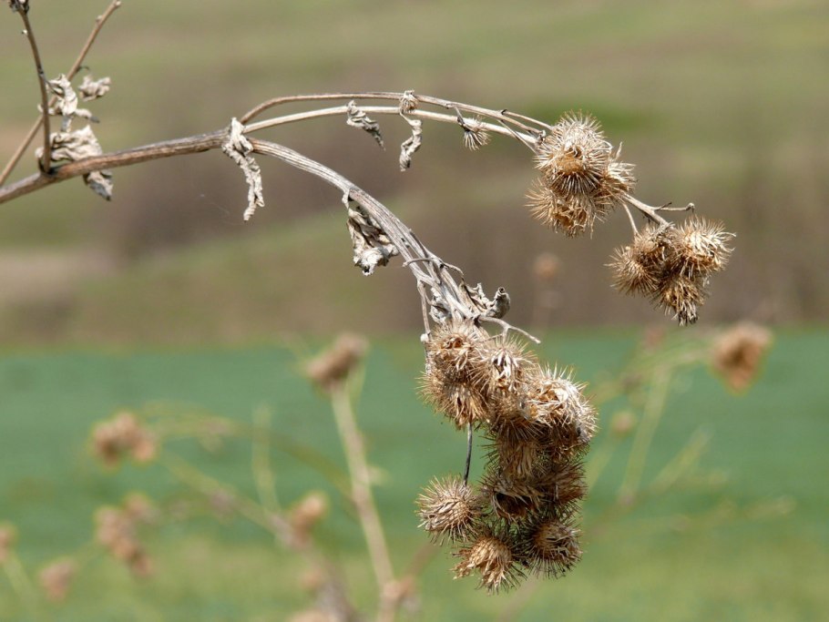 Липучка ежевидная гербарий
