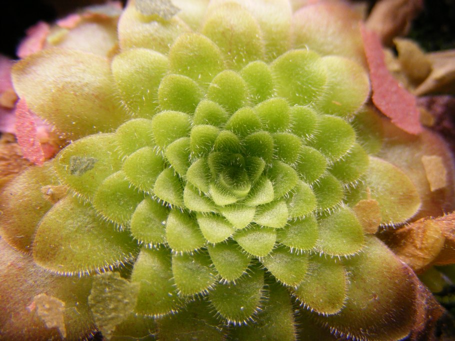 Колючки репейника