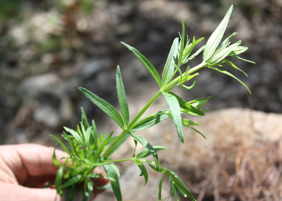 Lappula squarrosa (Retz.) Dumort. – Липучка оттопыренная