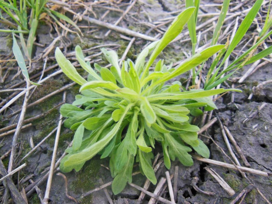 Липучка 50 мм