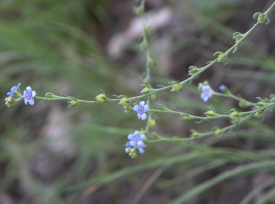 Липучка Lappula Myosotis