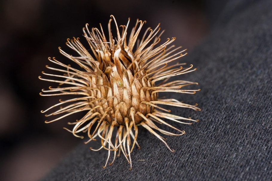 Личинка репейника