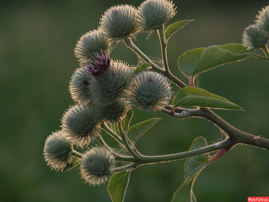 Лопух паутинистый семена