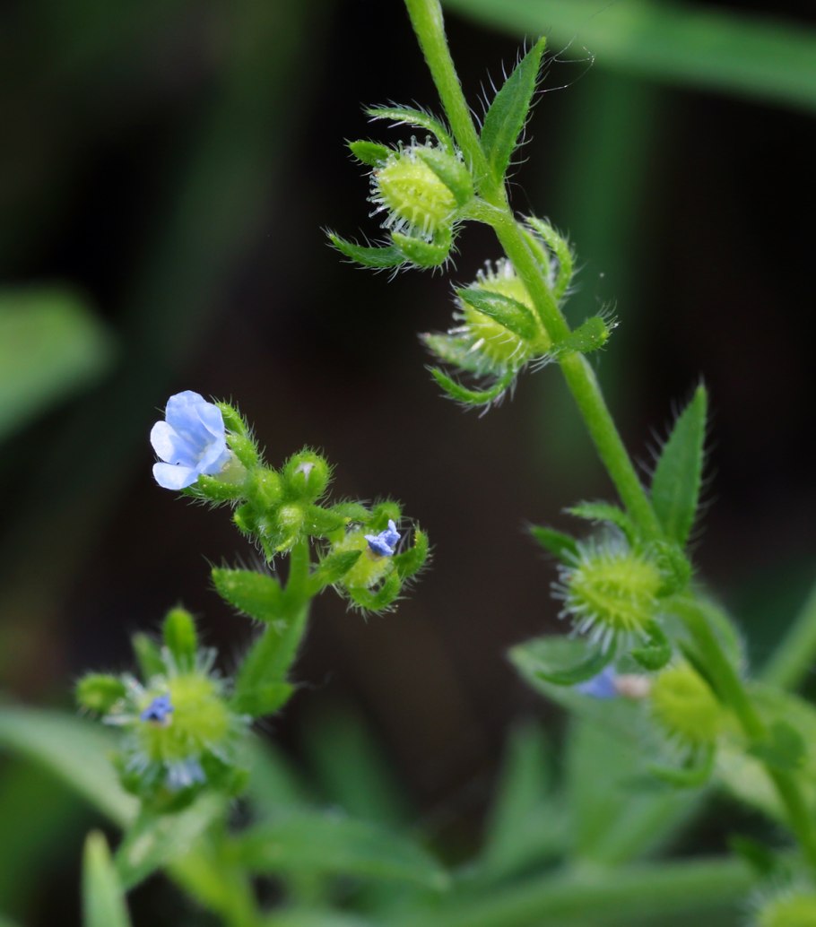 Липучка Lappula Myosotis