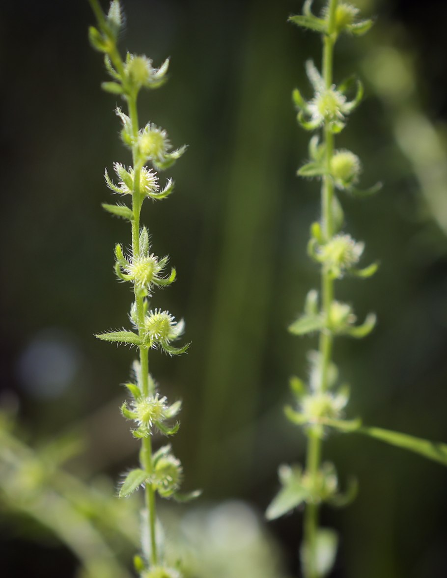 Lappula squarrosa (Retz.) Dumort. – Липучка оттопыренная