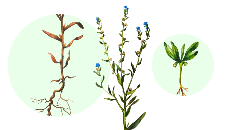 Липучка растопыренная (Lappula squarrosa)