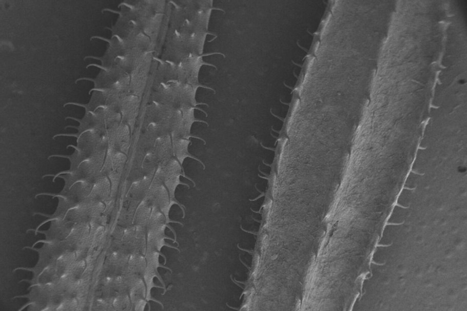 Подмаренник цепкий подмаренник цепкий