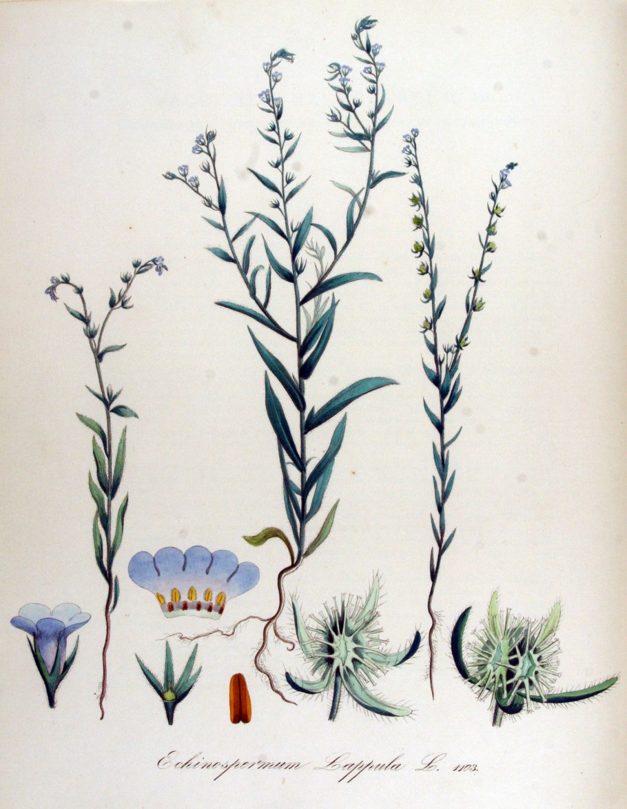 Подмаренник цепкий