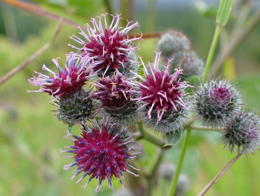 Лопух репейник колючки