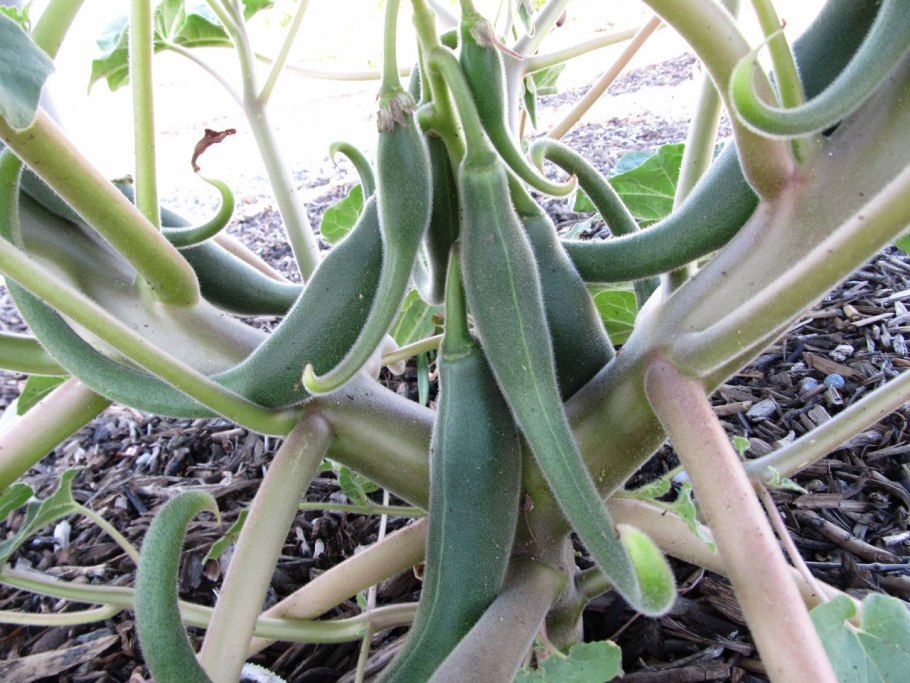 Дьявольский коготь цветок