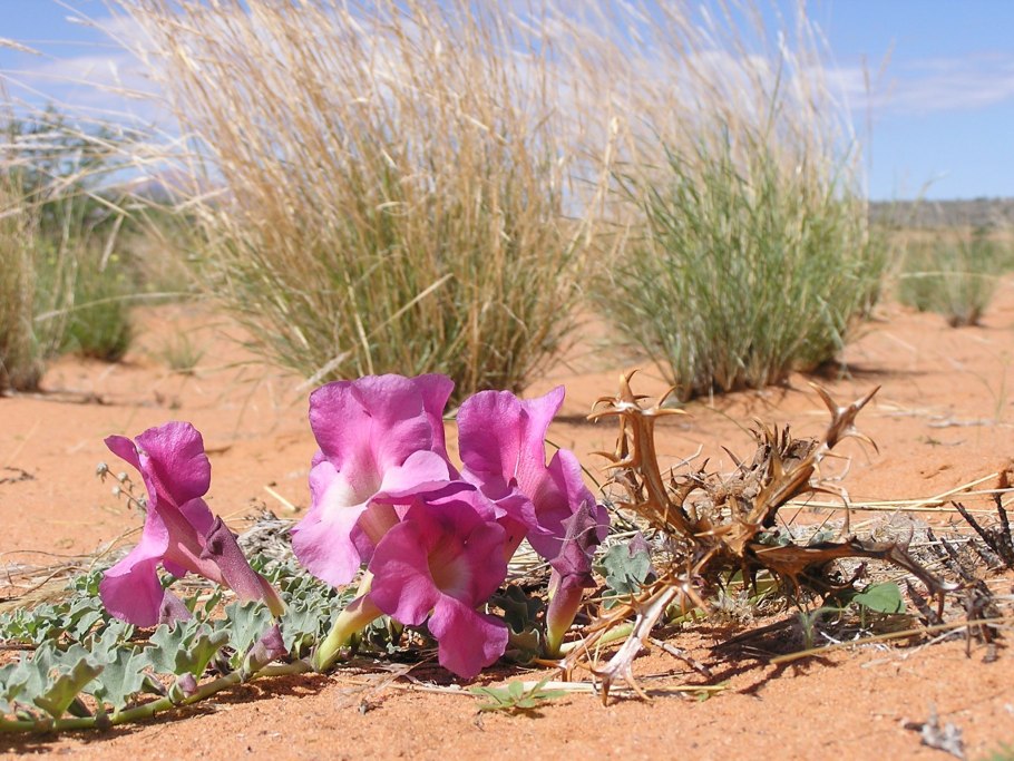 Коготь дьявола (Гарпагофитум)