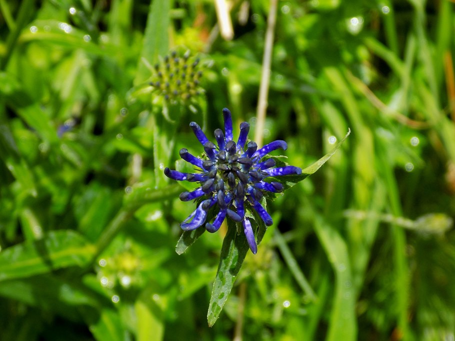 Пальцы дьявола гриб в России