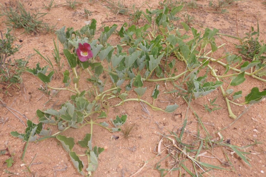 Мартиния душистая семена