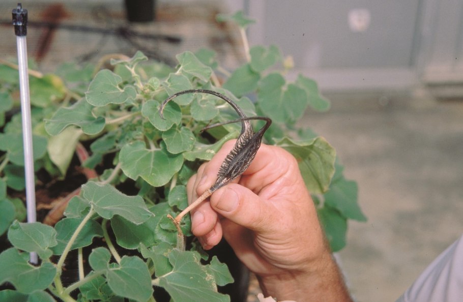 Кольник Вагнера