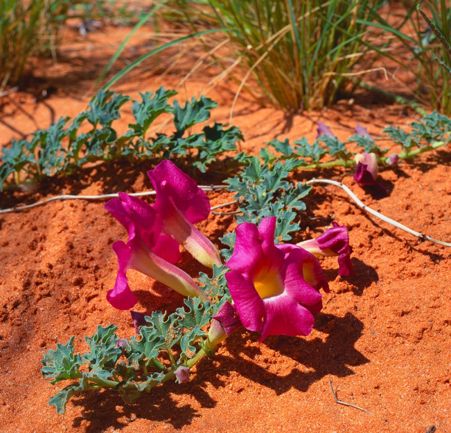 Семена Дьявольский коготь