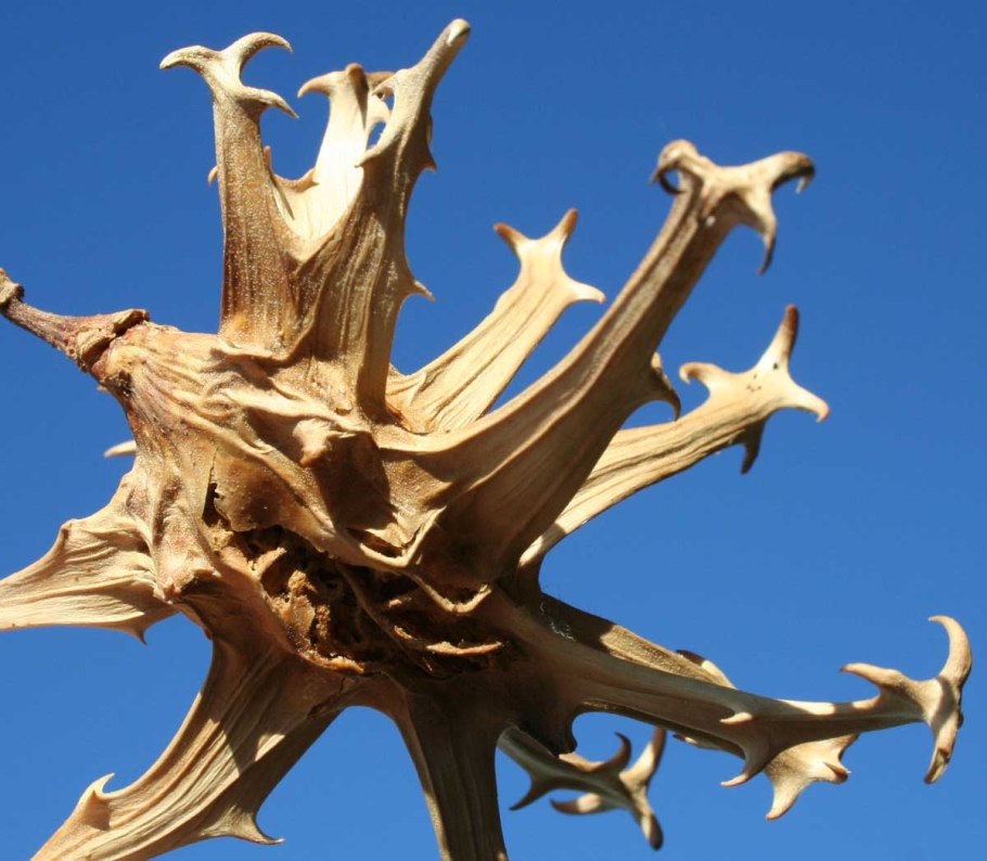 Мартиния душистая