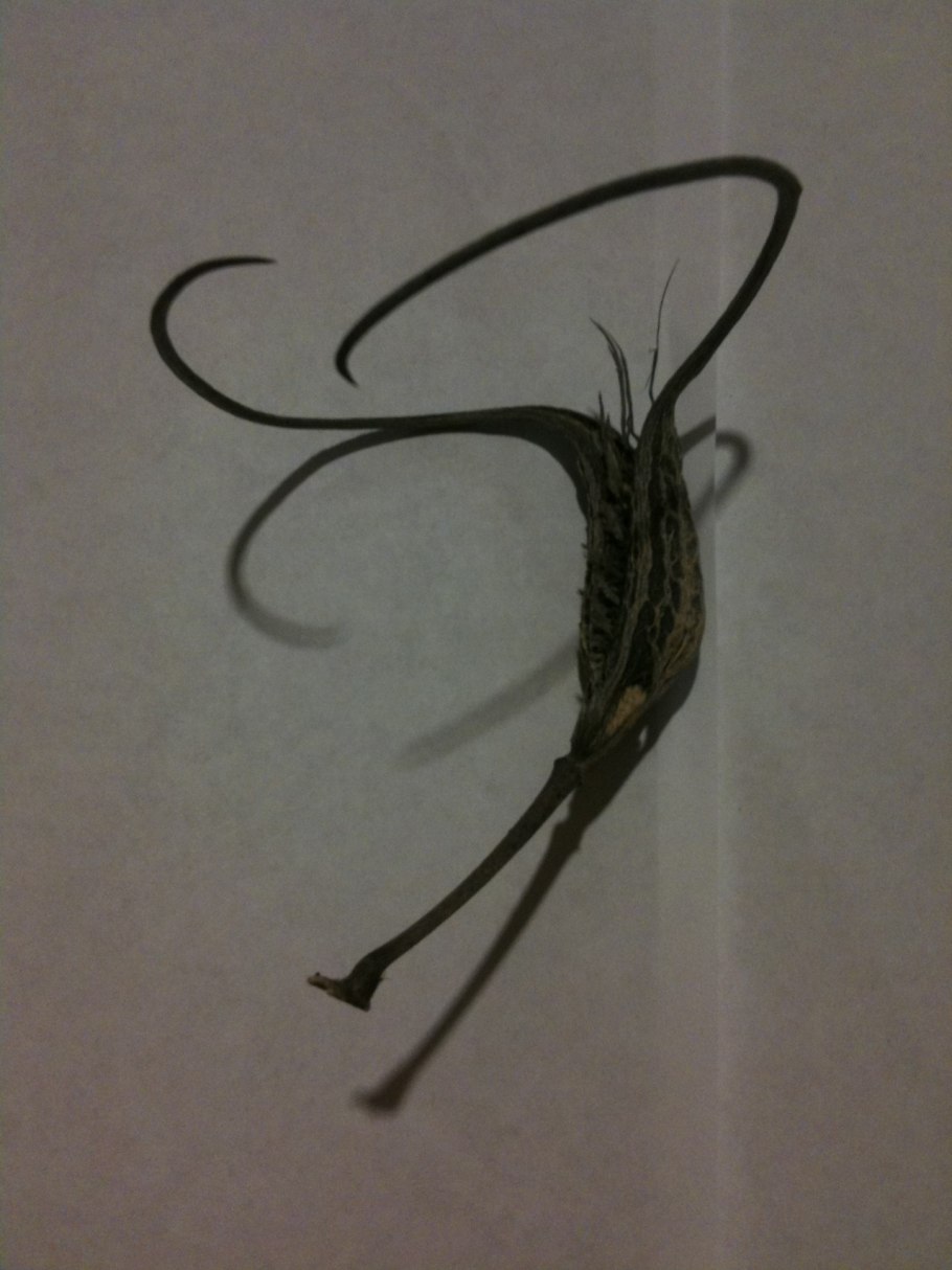 Мартиния душистая коготь дьявола