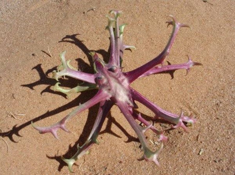 Мартиния душистая коготь дьявола