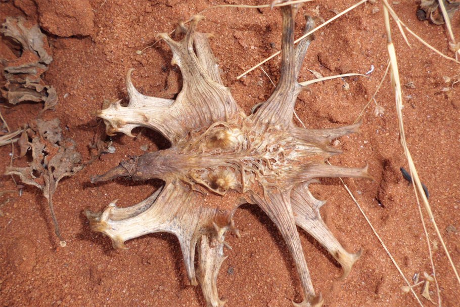 Кольник коготь дьявола