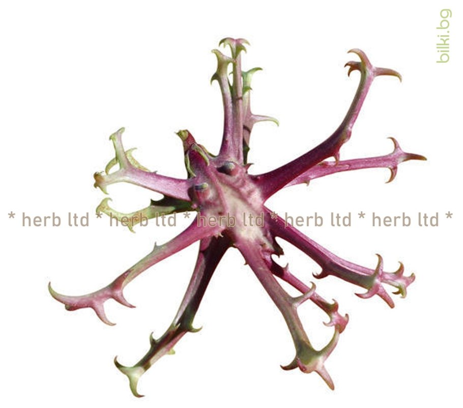 Harpagophytum procumbens PNG