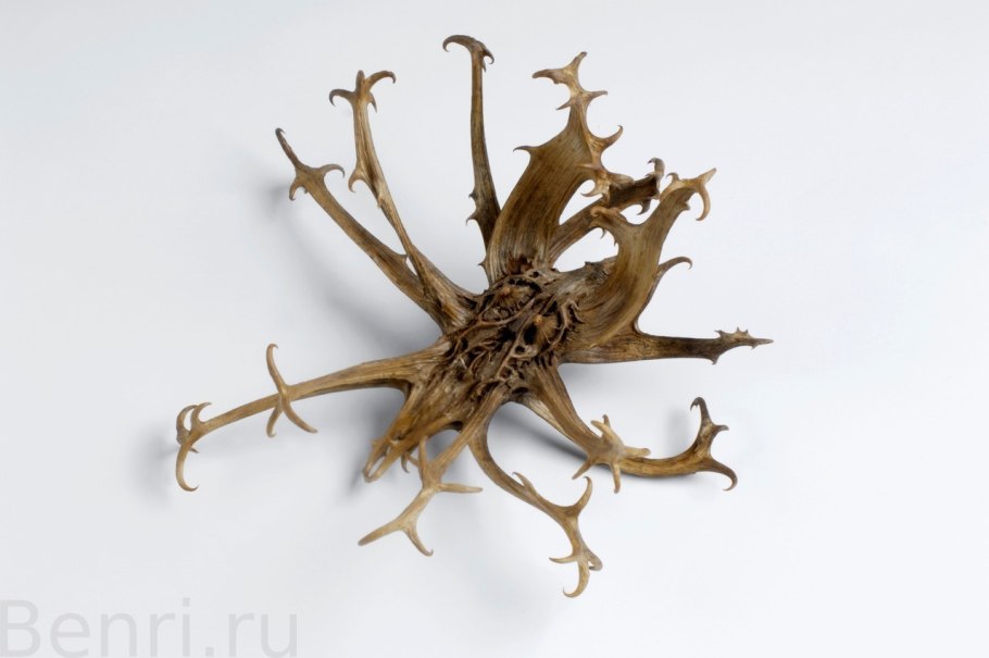 Мартиния душистая коготь дьявола