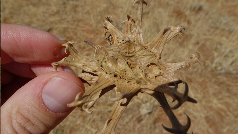 Harpagophytum procumbens