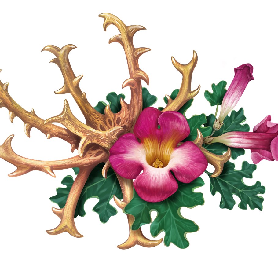 Вытяжка гарпагофитума